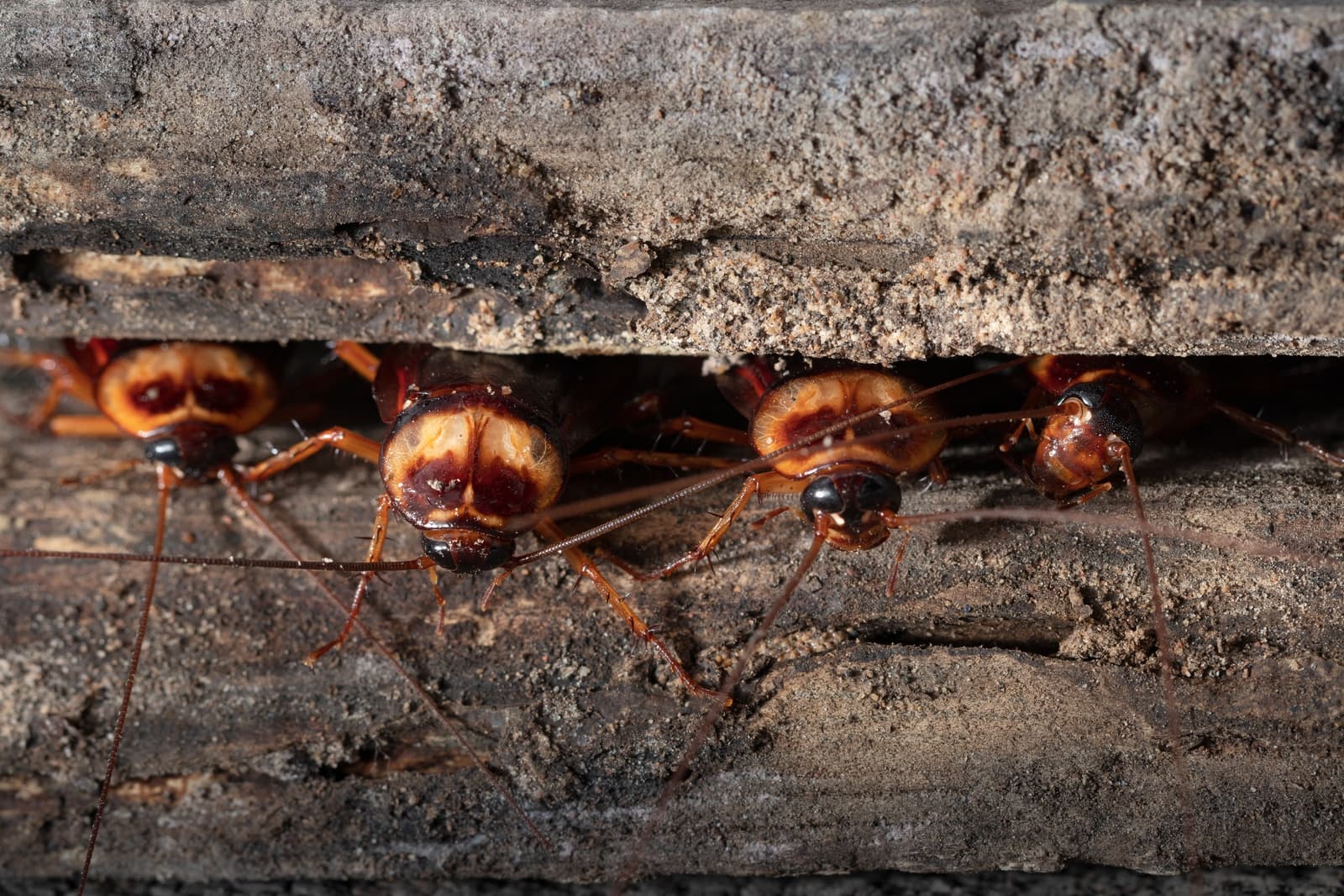 Research Pest Control