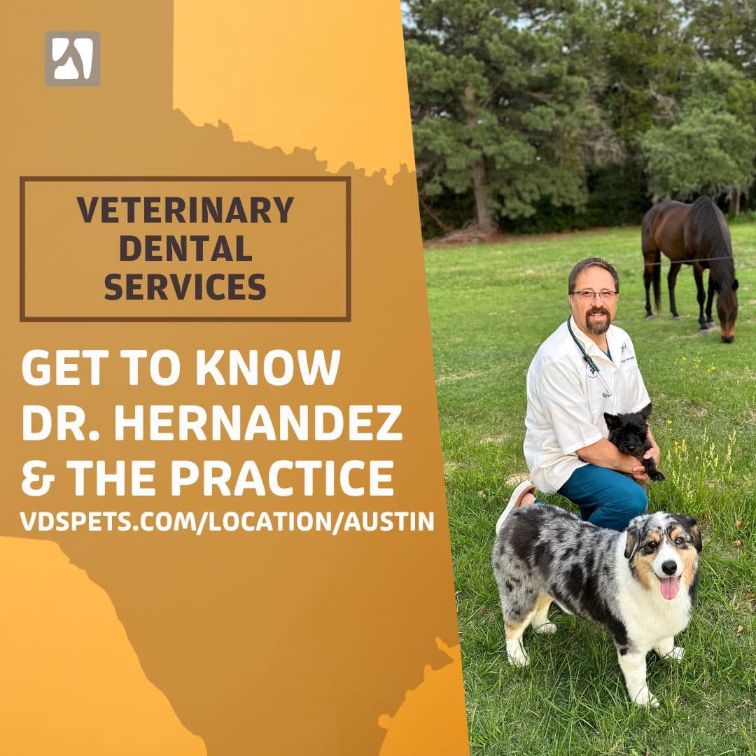 Veterinary Dental Specialties & Oral Surgery