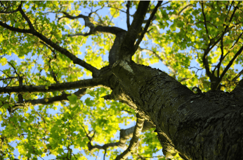 Leaf Tree Services